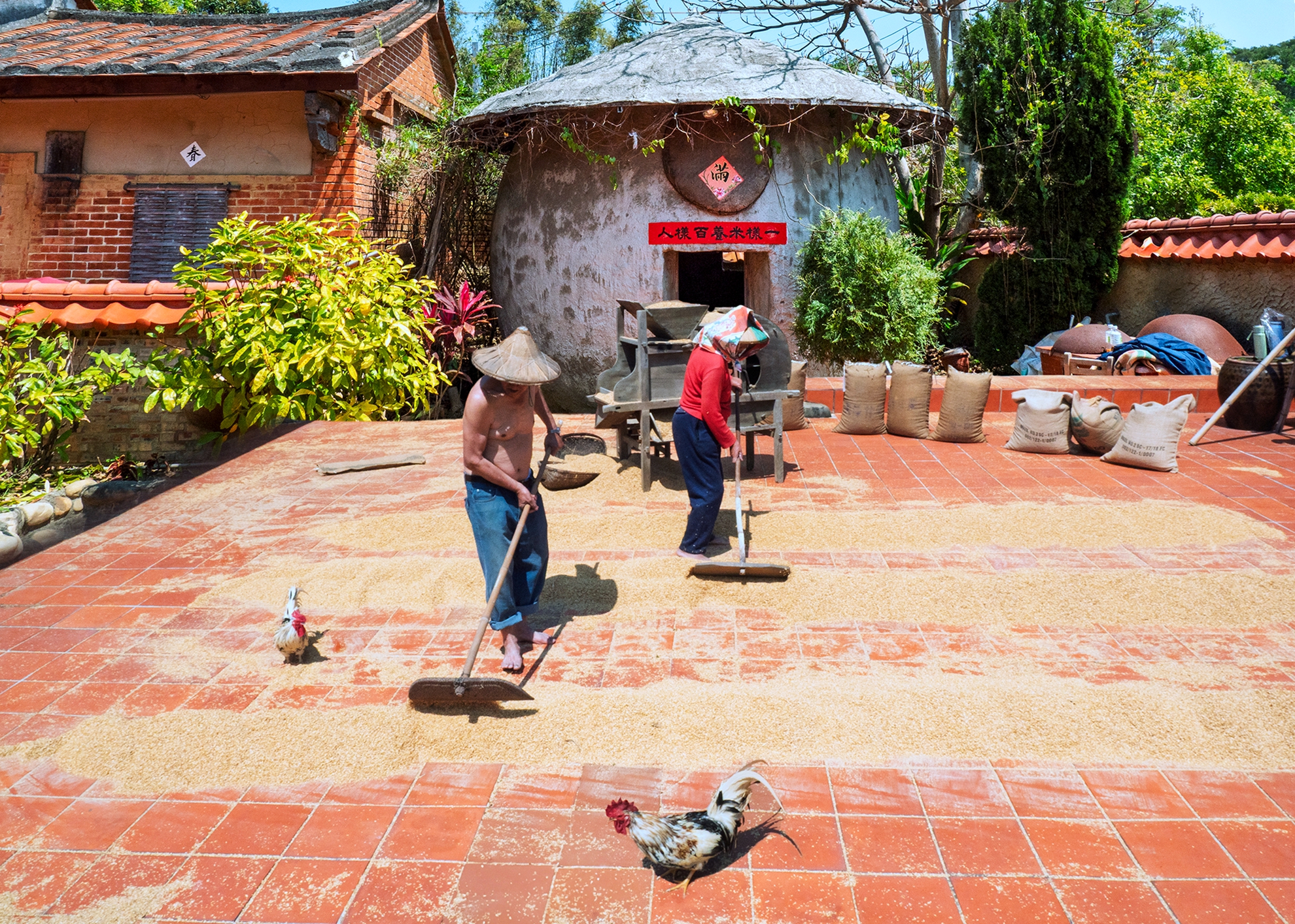 優選  農家樂09  何為今